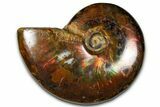 Polished Red Flash Ammonite (Cleoniceras) Fossil - Madagascar #367713-1